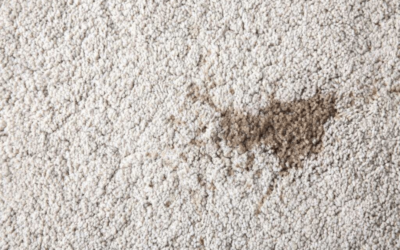 How to Remove Common Carpet Stains?